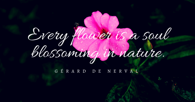 87 Flowers Blooming Quotes to Bright Your Day | Quotekind
