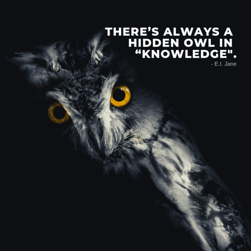 18 Best Quotes About Owl You Can Find On The Internet Quote Kind