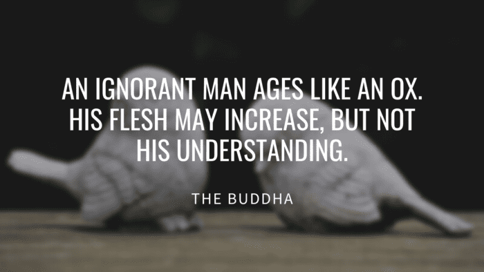 An ignorant man ages like an ox. His flesh may increase but not his understanding. - 30 Ignorance Quotes that Will Inspire Your Life