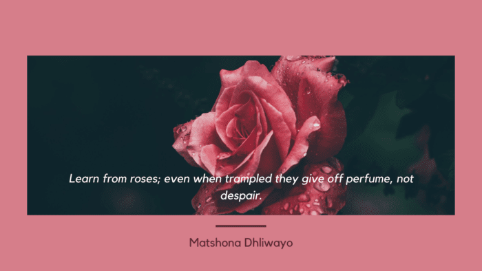 Learn from roses even when trampled they give off perfume not despair. - Get Inspiration and Motivation from 70 Roses Quotes