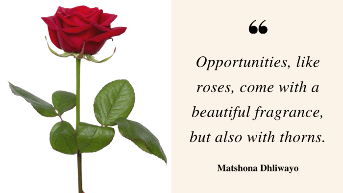 Opportunities like roses come with a beautiful fragrance but also with thorns. - Get Inspiration and Motivation from 70 Roses Quotes