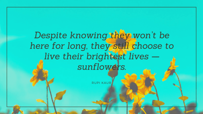Despite knowing they wont be here for long they still choose to live their brightest lives — sunflowers. - 31 Sunflower Quotes as Life Power for Yourself